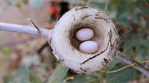 Nature - Episode 1: Birth and Rebirth Preview - Twin Cities PBS