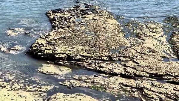 Flamborough Lighthouse Walk | Stunning Clifftop Views & Seals on the Shore 🦭