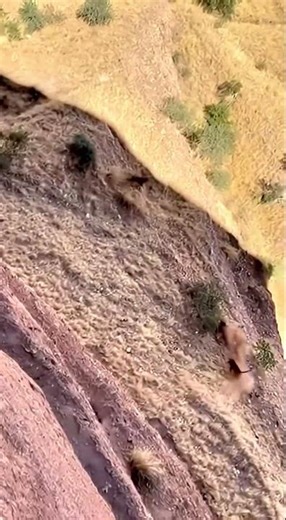 Leopard Attacks Monkeys on a Cliff… and the Unthinkable Happens 😱🐆🐒