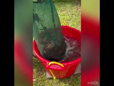 My 1st personal crawfish boil with a Outdoor Gourmet boiler from Academy