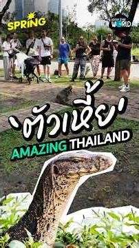 🌍 ‘ตัวเหี้ย’ เซเลปของสวนลุม จุดหมายปลายทางยอดฮิตของนักท่องเที่ยว! 🦎✨