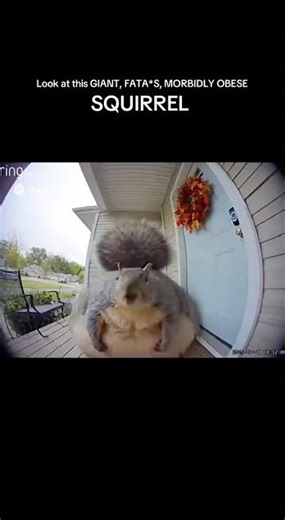 Look at this giant fata*s morbidly obese squirrel 🐿️ 👹#squirrel