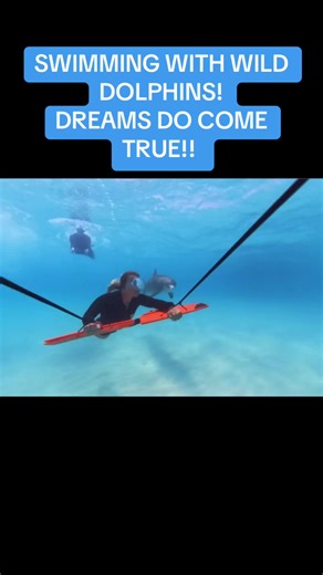 "SWIMMING WITH WILD DOLPHINS! 🐬✨ DREAMS DO COME TRUE!! 🥹 #dolphins #...