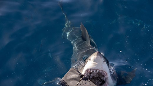 Second shark attack reported on Hilton Head Island: How to limit shark encounters at beach