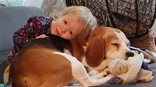 Nothing matches the deep, unconditional love of a beagle dog