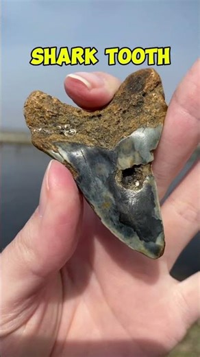 This Tooth Can't Be Real! 😳 Shark vs. Megalodon#shorts #animals #shark #megalodon