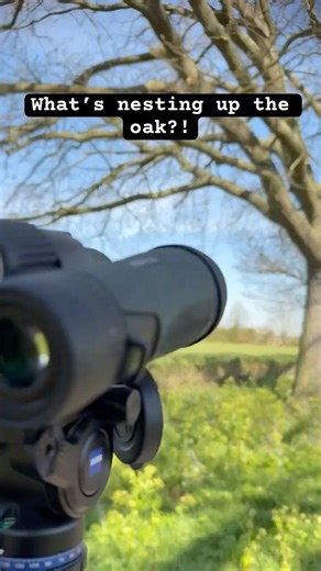 Why is a greylag nesting in an oak tree?! 🌳