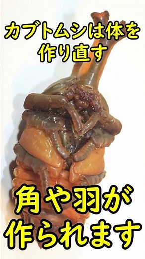 カブトムシは体を作り直す #shorts