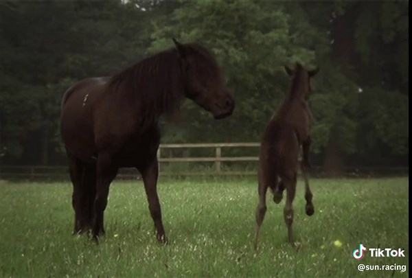 Horse Walking Tutorial: Easy Steps to Master the Skills