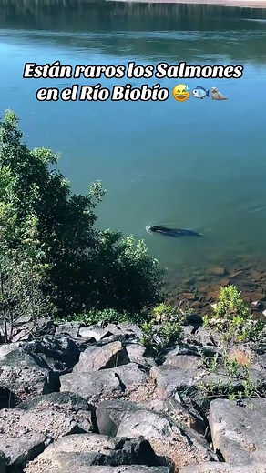 Descubre la especie nativa del Río Biobío, el lobo marino