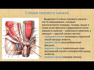 Паховые грыжи