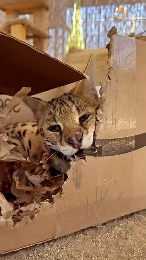 Cats will be cats 🐆. No matter the size! Our servals get a lot of enrichment every day and, of course, boxes to destroy are a favorite! Come and meet Mischief the Serval in our weekend VIP experiences! Learn about his superpowers and why he should not live in a house as an animal companion 🐈 We can’t wait to see you at Animal Tracks! #animaltracks #keeptheworldwild #animalsanctuary #conservation #animals #funnyanimals #servalcat #catswillbecats #sanctuarylife | Animal Tracks, Inc.