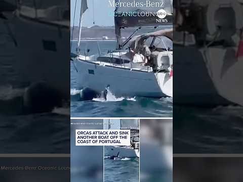Orcas attack and sink another boat off the coast of Portugal