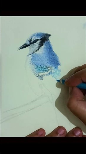 Blue Jay Bird Drawing for Beginners. #shortsvideo #birddrawing