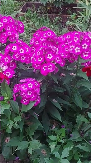 virtual reallıq 10 #nature #flowres #villagelife