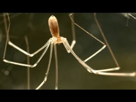 Giant Daddy Longlegs Discovered in Laos: Arachnid With 13-Inch Legs