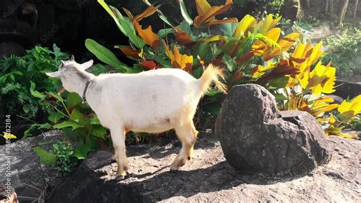 A pygmy goat scratches itself with its hind leg on a rock among green plants. This is natural behavior, a cute and funny moment in the wild.