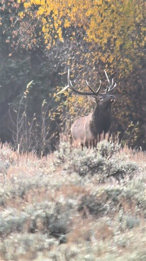 Jackson Hole EcoTours on Instagram: "From ETA Naturalist @audfanjoy: “Filmed during sunset, this video captures the intensity of the elk rut — a time when males may lose up to 20–30% of their body weight as they pour all their energy into defending harems, courting females, and driving away rivals. In this clip, you can see a mature bull displaying what’s called cow herding. As he approaches a female, he lowers and tilts his head, gently pushing her back toward his harem — a clear herding postur
