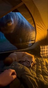 Helping the helpless mother fox escape the grizzly bear. #animals#fox