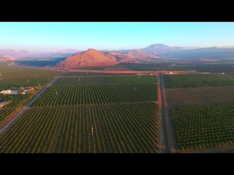 Customer Story - Lee Farming & Packing - Integrated Citrus Solution