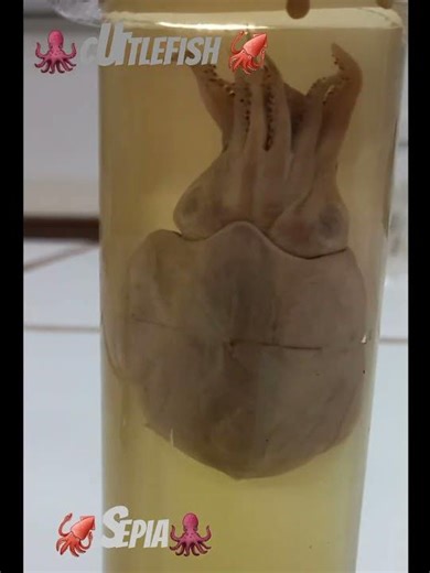 Cuttlefish 🦑| Sepia | Cephalopod | Biology Laboratory.