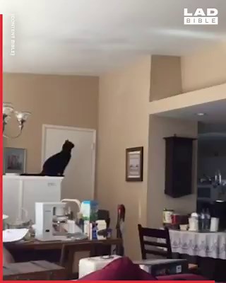 PARKOUR! PARKOUR! 😂🐱 | LADbible