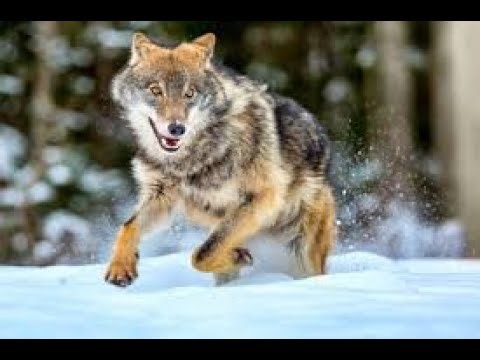 10 Wolf Rules | That Will Transform You Into a True Leader | 10 Rules for Life