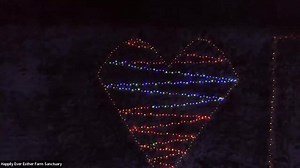 1.4K views · 328 reactions | We've started setting up this year's luminary display and can't wait to share it with you on New Year's Eve. There are only a few days left to purchase your luminary. Don't delay and get yours today: https://www.happilyeveresther.ca/holiday-magic-shoppe/field-luminary-virtual-gift-donate-1 | Happily Ever Esther Farm Sanctuary | Facebook