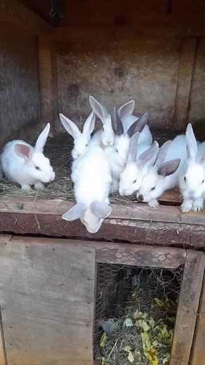 dj alika (@www.xvedios)’s videos with original sound - dj alika