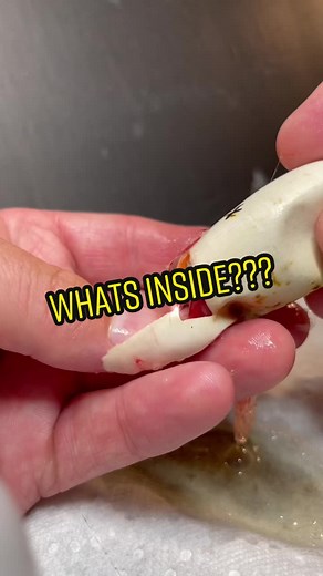 TheBarkingGeckos on TikTok