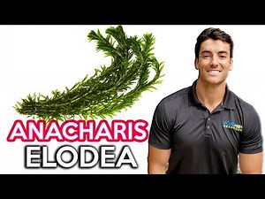 Anacharis Elodea - Oxygenating Pond Plants