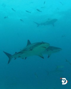 Scientists are left puzzled after finding a large group of all-female tiger sharks. How is it possible for them to reproduce without any males? Tiger Queen starts NOW on Discovery and streaming on discovery . #SharkWeek | Shark Week