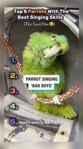 Top 5 Parrots With the Best Singing Skills 🦜🎶💗 (Viral Ranking)