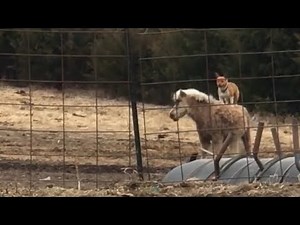 Corgi Riding Pony PART 2: Corgi Hops On Pony And Goes For A Ride