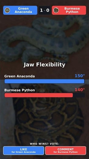 Green Anaconda vs Burmese Python: Who Swallows Bigger Prey?