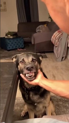 🐶 Smiling Dogs That Will Melt Your Heart! 😍 #funny #dog #shorts