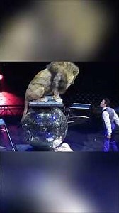 Lion Tamer Stunned! What Is the Lion Thinking?