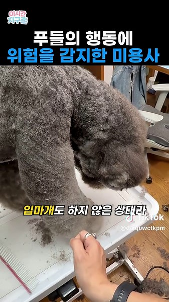 푸들 미용 중 위험 신호 감지한 미용사 행동 분석
