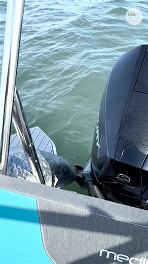 Watch the tense moment a seal leaps onto a photographer’s boat to escape killer whales hunting it. | USA TODAY