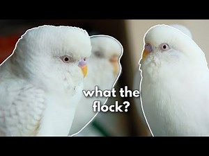 What If I have more than one budgie in a cage?