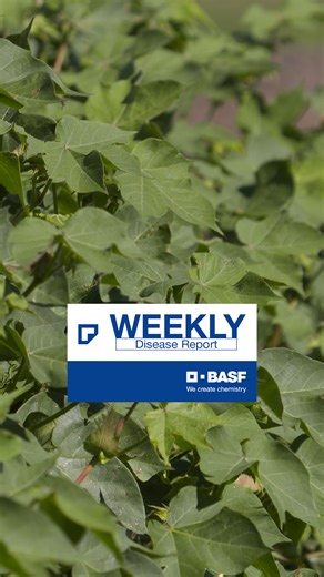 This week's BASF Disease Report is all about Target Spot. #AgPhDRadio #BASFinAg BASF Agricultural Solutions | Ag PhD