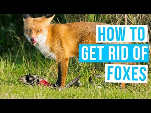 How to GET RID OF FOXES from your YARD FAST