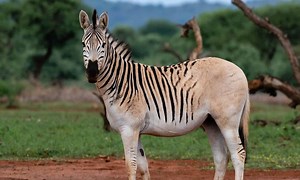 The Extinct Zebra: Discover the Story of the Quagga