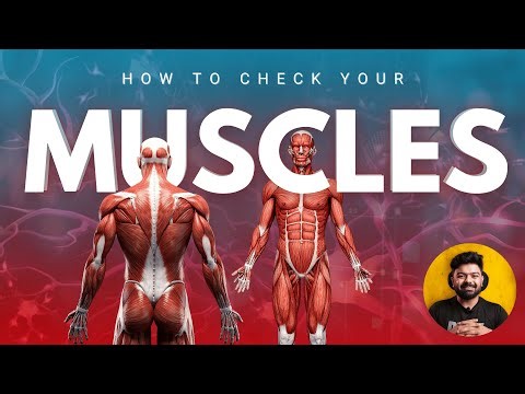 Fitness Assessment 101: Strength & Endurance Testing Made Simple