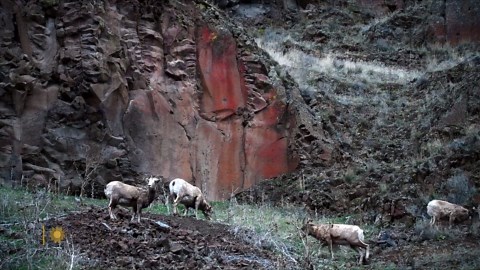 Nature: Rocky Mountain Big Horn Sheep