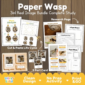 Paper Wasp Life Cycle Activity | Insect Metamorphosis Research | Montessori Card