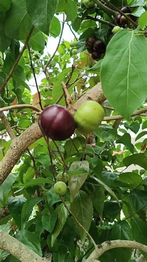 #manilacherry #fruit #exoticfruit #cherry #fruitplant #nature #sweet #garden #