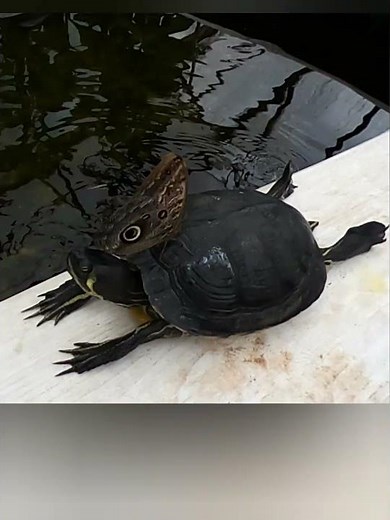 Butterflies and Turtles by #8krealisticsolutions #turtles #butterflies