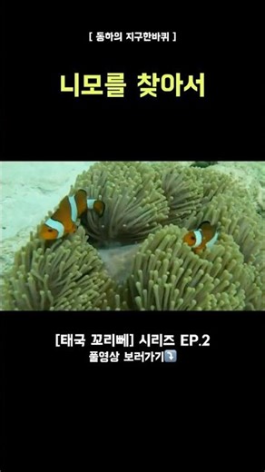 니모를 찾아서