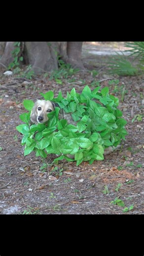 “Daphne makes a good bush”😅 ~ Crusoe | Crusoe the Celebrity Dachshund